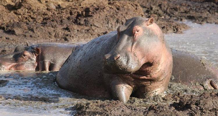 8 DAYS WILD PLAINS OF TANZANIA - Oree Safaris 5