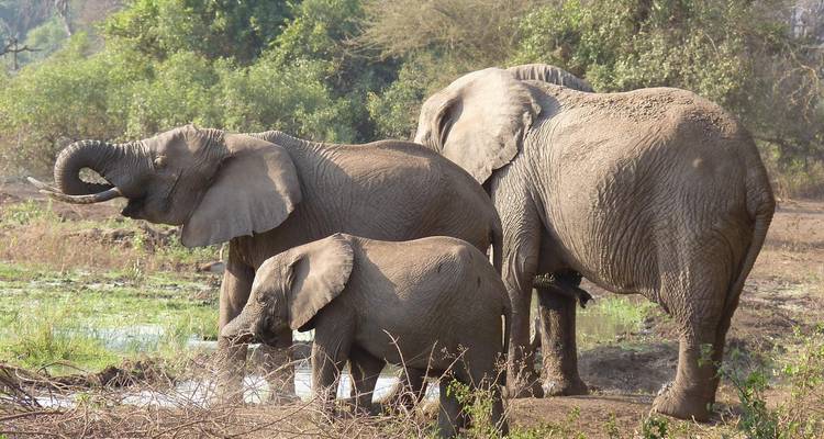 8 DAYS WILD PLAINS OF TANZANIA - Oree Safaris 3