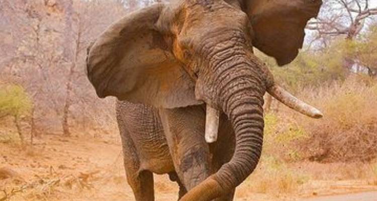 Circuit de 4 jours dans le parc de Chobe (Big Five) au Botswana et aux chutes Victoria - Knap Tours Limited 6