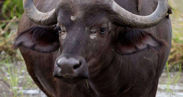 Circuit de 4 jours dans le parc de Chobe (Big Five) au Botswana et aux chutes Victoria - Knap Tours Limited 7
