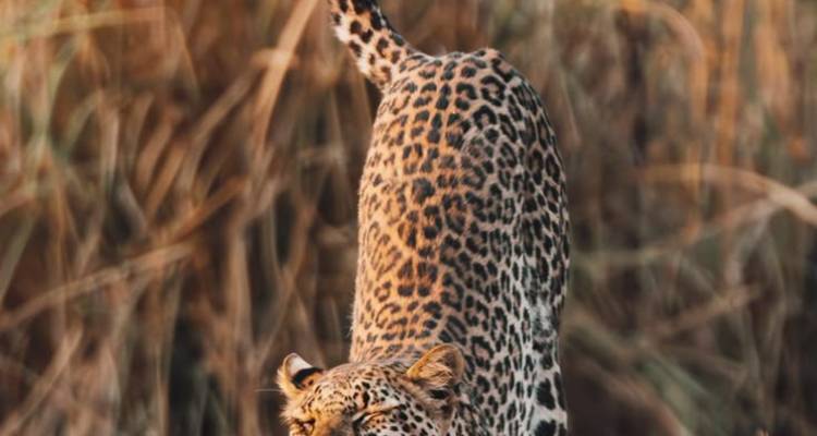 Circuit de 4 jours dans le parc de Chobe (Big Five) au Botswana et aux chutes Victoria - Knap Tours Limited 8