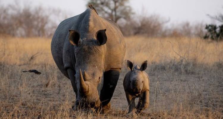 Circuit de 4 jours dans le parc de Chobe (Big Five) au Botswana et aux chutes Victoria - Knap Tours Limited 9