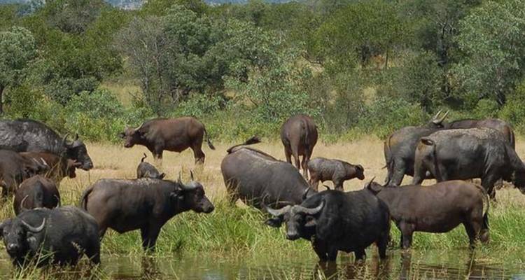 Safari de 4 jours pour les Big Five dans le Pilanesberg - Knap Tours Limited 2