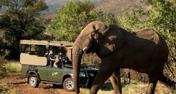 Safari de 4 jours pour les Big Five dans le Pilanesberg - Knap Tours Limited 3