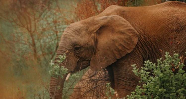 Safari de 4 jours pour les Big Five dans le Pilanesberg - Knap Tours Limited 6