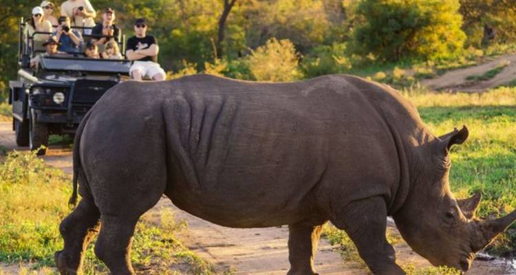 Safari de 4 jours pour les Big Five dans le Pilanesberg - Knap Tours Limited 7