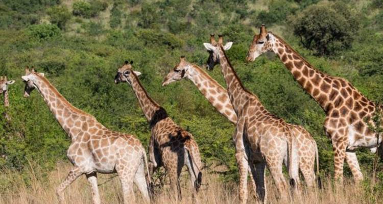 Safari de 4 jours pour les Big Five dans le Pilanesberg - Knap Tours Limited 8