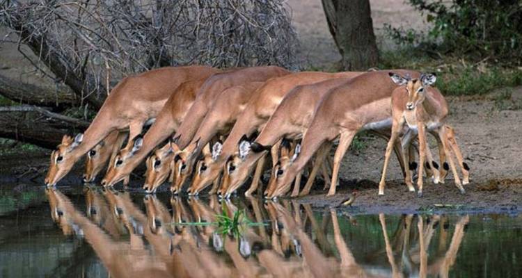 Safari de 4 jours pour les Big Five dans le Pilanesberg - Knap Tours Limited 10