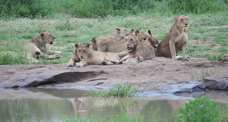 Ein Rudel Löwen, das in der Nähe eines Wasserlochs in einer grasbewachsenen Landschaft ruht.