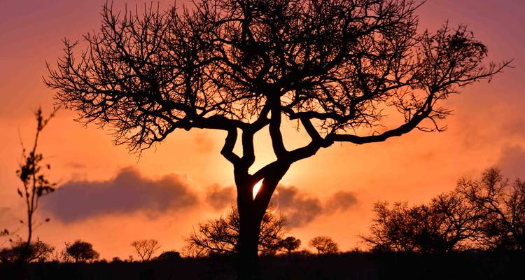 Eine dramatische Sonnenuntergangs-Silhouette eines Baumes mit einem orangen und violetten Himmel.