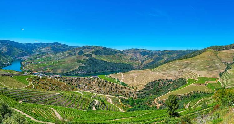 Expansive panorama of terraced vineyards rolling down to the blue Douro River beneath a clear sky.