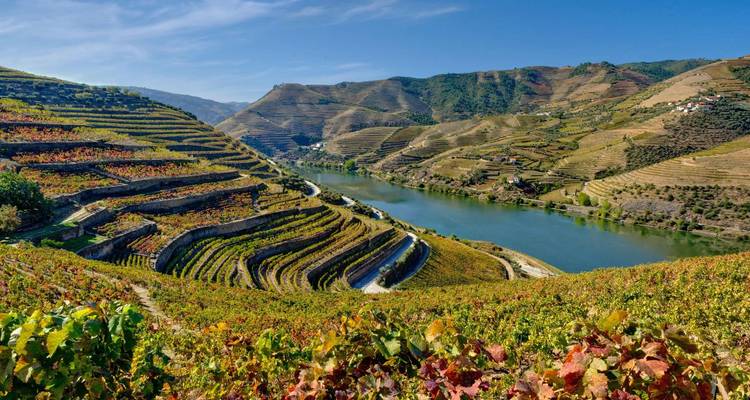 Terraced vineyards carpet rolling hills beside a winding river in Portugal’s Douro Valley under a clear blue sky.