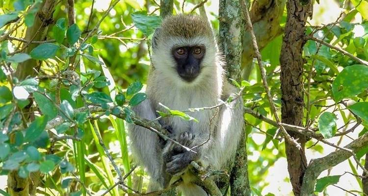 Kenya: 5-Day Mombasa/Tsavo East/Tsavo West/Amboseli/Nairobi - Pure African Expeditions 5