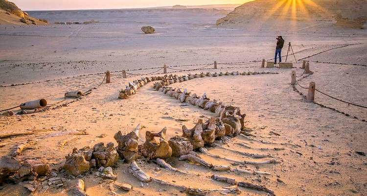 Fossile Überreste umgeben von Wüstenlandschaft mit einem Fotografen.