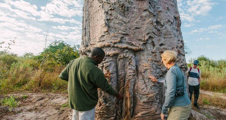 Tourists examining a large tree in a grassy area.