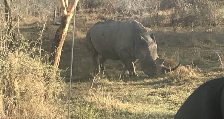 Rhinoceros grazing in a natural habitat.