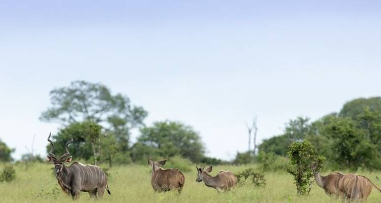 4 jours au Umkumbe Safari Lodge - Knap Tours Limited 2