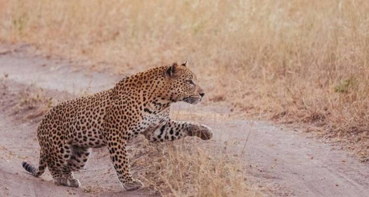 4 jours au Umkumbe Safari Lodge - Knap Tours Limited 6