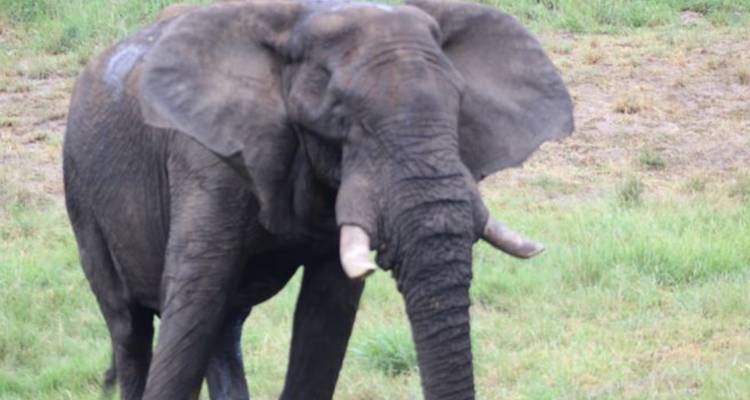 4 jours au Umkumbe Safari Lodge - Knap Tours Limited 7