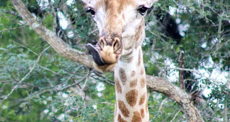 4 jours au Umkumbe Safari Lodge - Knap Tours Limited 9
