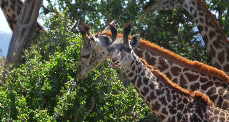 Two giraffes among green foliage on a sunny day.