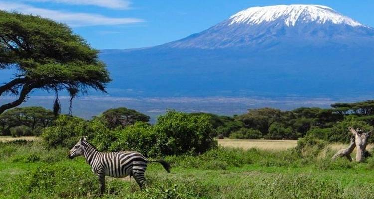 A zebra standing in front of a mountain with snow-capped peak.
