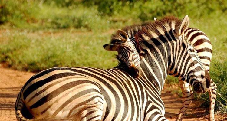 Two zebras interacting on a sunny day in the savannah.