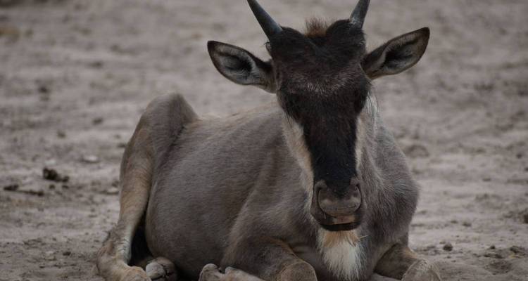 A wildebeest lying on the sandy ground.