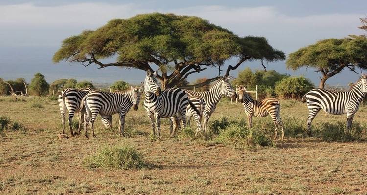 Herd of zebras grazing under acacia trees.
