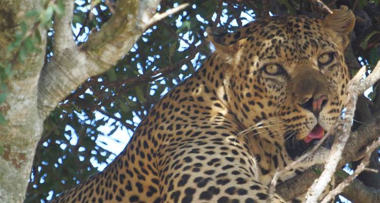 Leopard resting on a tree branch.