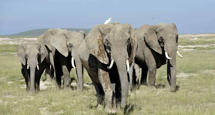 Herd of elephants walking in the savannah.