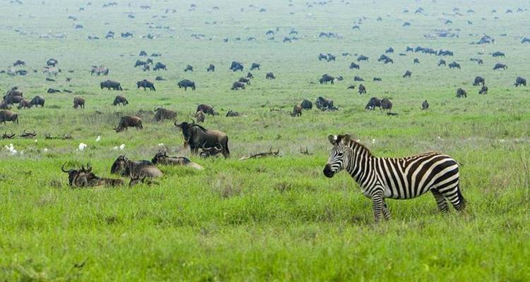 Masai Mara Interactive, Lake Nakuru & Amboseli Safari 6D/5N - Kilimanjaro Wonders Expedition Safari 4