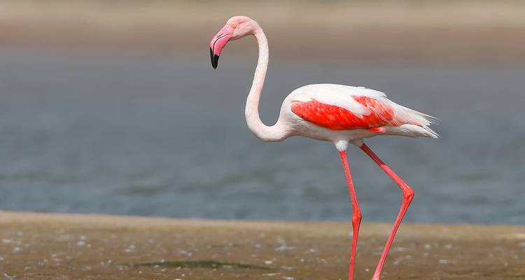 Flamenco común de pie en el agua con un fondo desenfocado.