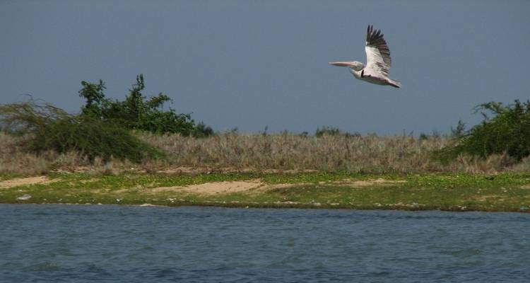 Oiseau volant au-dessus de l'eau avec de la verdure au loin.