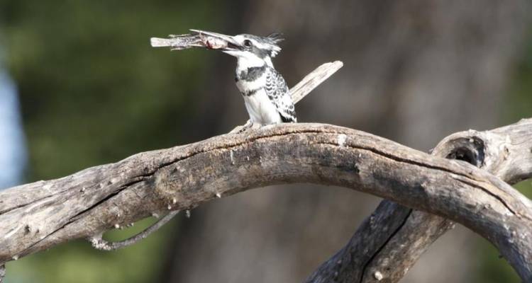 4-Day Pilanesberg Big Five Mid-Range Camping Safari - Knap Tours Limited 1
