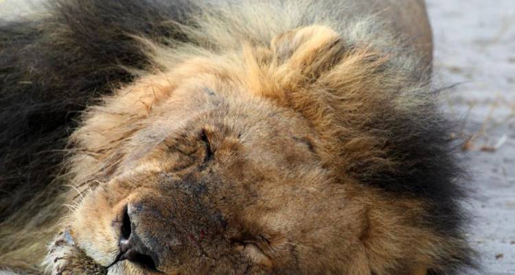 4-Day Pilanesberg Big Five Mid-Range Camping Safari - Knap Tours Limited 2