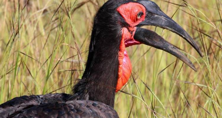 4-Day Pilanesberg Big Five Mid-Range Camping Safari - Knap Tours Limited 3