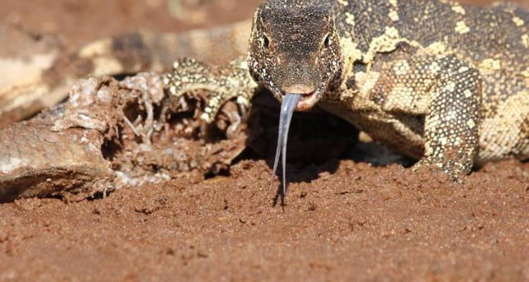 4-Day Pilanesberg Big Five Mid-Range Camping Safari - Knap Tours Limited 4