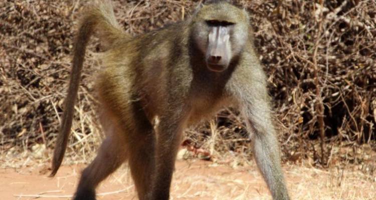4-Day Pilanesberg Big Five Mid-Range Camping Safari - Knap Tours Limited 6