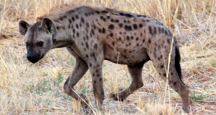 4-Day Pilanesberg Big Five Mid-Range Camping Safari - Knap Tours Limited 7