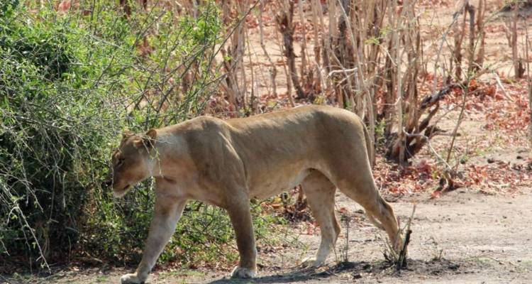 4-Day Pilanesberg Big Five Mid-Range Camping Safari - Knap Tours Limited 8