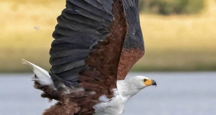 4-Day Pilanesberg Big Five Mid-Range Camping Safari - Knap Tours Limited 9