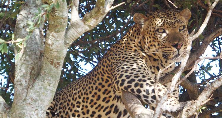 A leopard resting in a tree in a natural environment.