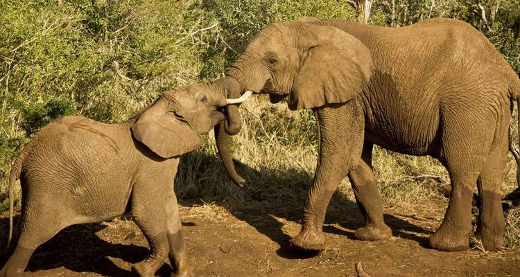 Two elephants playing in the wild.