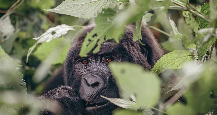 A gorilla in a lush forest setting.