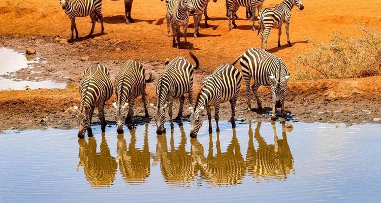 Zebra's die water drinken uit een vijver, duidelijke reflecties zichtbaar.