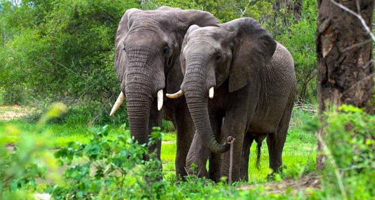 Twee olifanten die dicht bij elkaar staan in een natuurlijke omgeving.