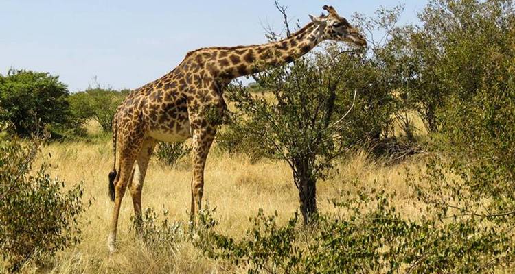 Giraffe die bladeren eet van een boom in open grasland.