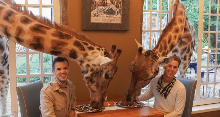 Two people dining with giraffes inside a dining room