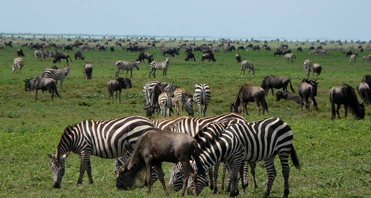 Zebras and wildebeest grazing in a grassy field